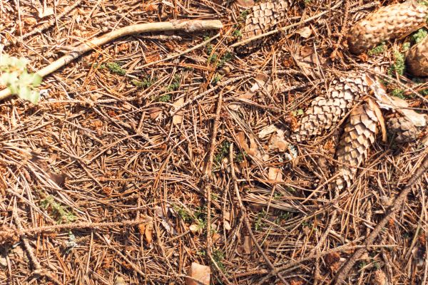 Cost of Pine Needles Removal in Gig Harbor