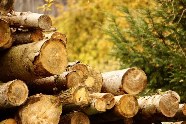 Wood Pile Removal in Gig Harbor