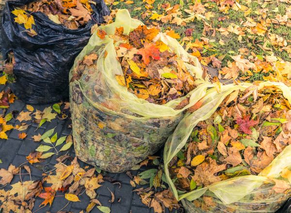 Yard Cleanup Service in Gig Harbor