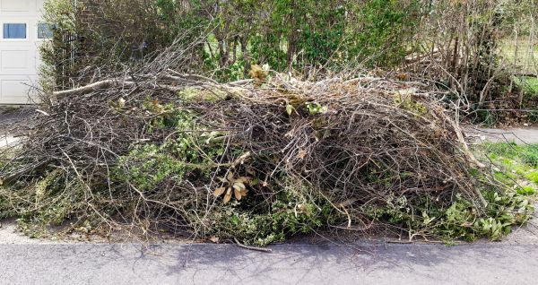 Tree Limb Cleanup in Gig Harbor