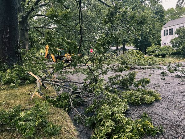 Tree Branch Disposal Service