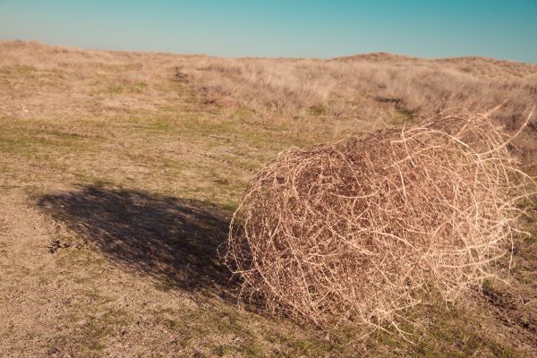 Tumbleweed Removal in Gig Harbor