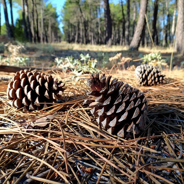 Cost of Pine Cone Removal in Gig Harbor