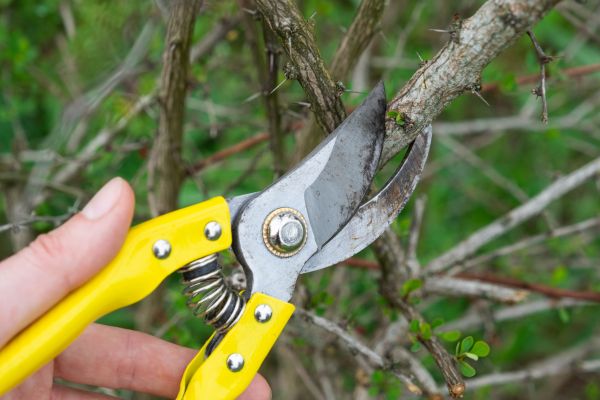 Limbs Removal in Gig Harbor