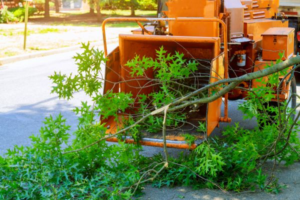Tree Branches Removal in Gig Harbor