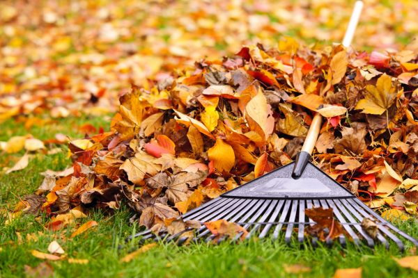 Yard Leaf Removal in Gig Harbor