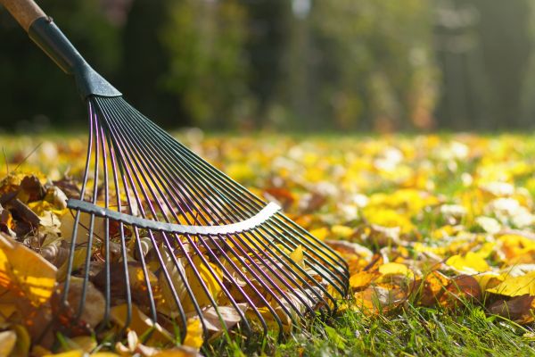 Leaf Removal in Gig Harbor