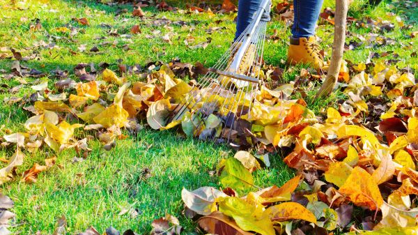 Lawn Cleanup Service in Gig Harbor