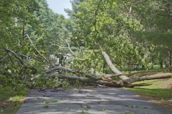 Tree Debris Removal in Gig Harbor